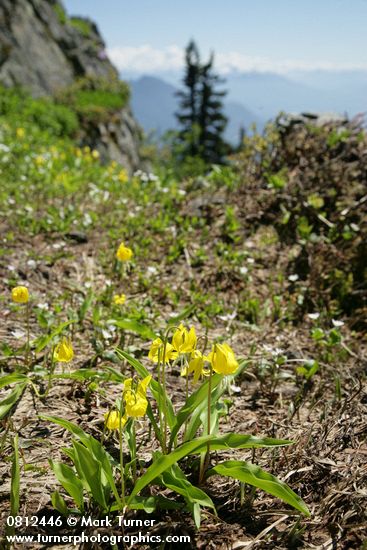 Erythronium grandiflorum