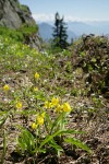 Glacier Lilies