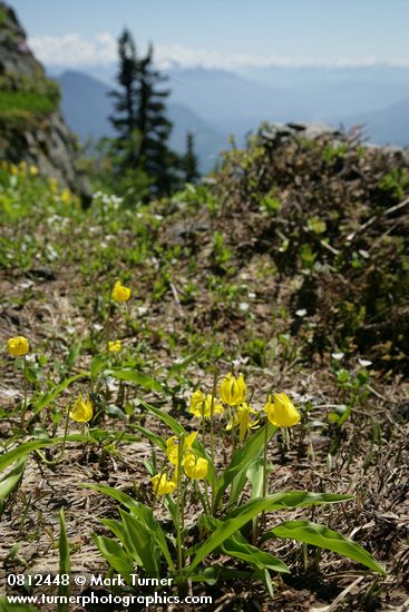 Erythronium grandiflorum