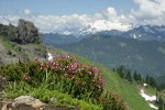 Pink Heather w/ Mt. Shuksan soft bkgnd