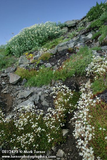 Saxifraga bronchialis