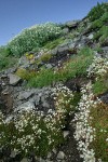 Spotted Saxifrage among rocks w/ Sedum, Silverback Luina soft bkgnd