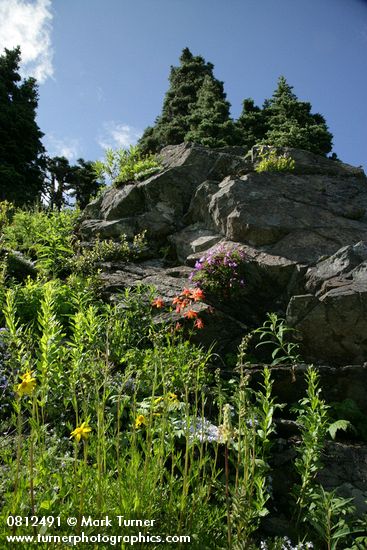 Arnica latifolia; Aquilegia formosa; Penstemon davidsonii