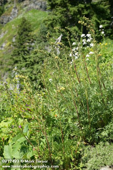 Artemisia arctica ssp. arctica (A. norvegica)