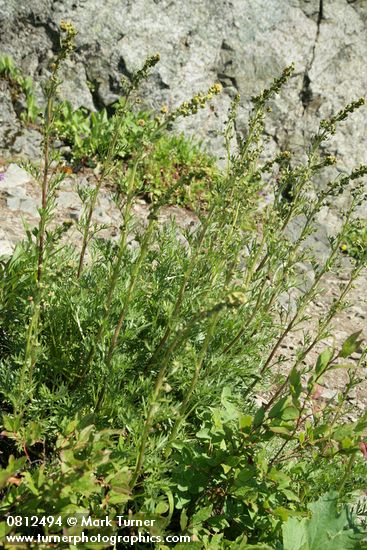 Artemisia arctica ssp. arctica (A. norvegica)