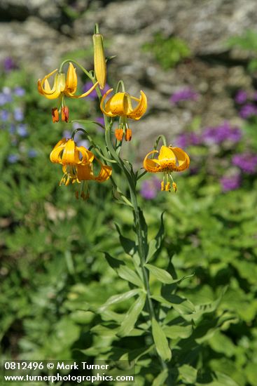 Lilium columbianum