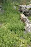 Sea Purslane by beach logs