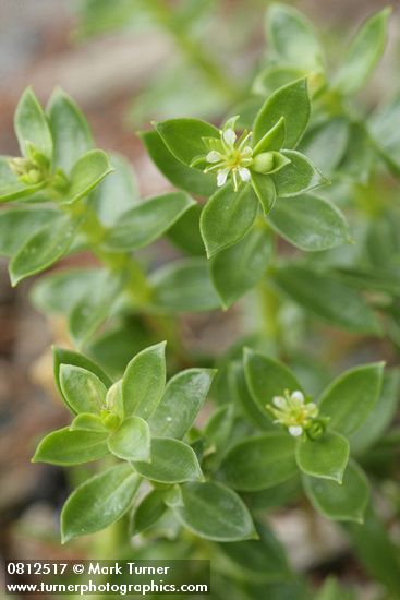 Honckenya peploides