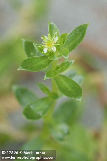 Honckenya peploides