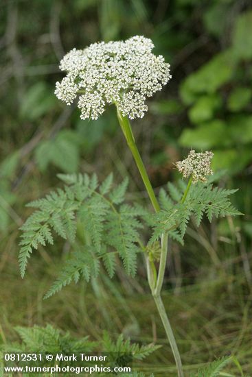 Conioselinum gmelinii (C. pacificum)