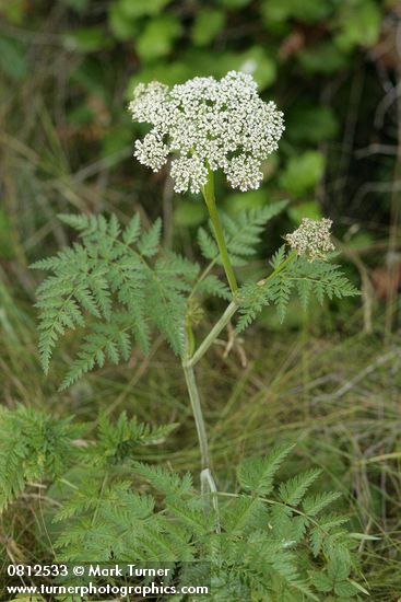 Conioselinum gmelinii (C. pacificum)