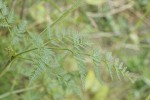 Pacific Hemlock-parsley foliage