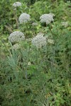 Pacific Hemlock-parsley