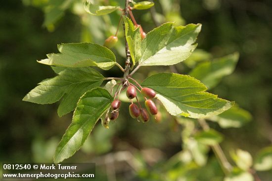 Malus fusca