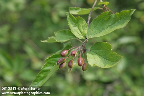 Malus fusca