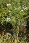 Water Parsnip