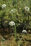 Water Parsnip