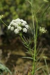 Water Parsnip blossoms & foliage