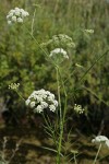 Water Parsnip