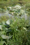 Water Parsnip