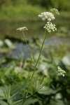 Water Parsnip