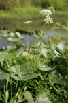 Water Parsnip