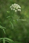 Water Parsnip blossoms & foliage