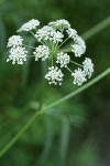 Water Parsnip blossoms