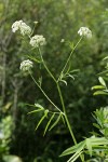 Water Parsnip