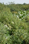 Sweet Gale w/ Water Parsnip