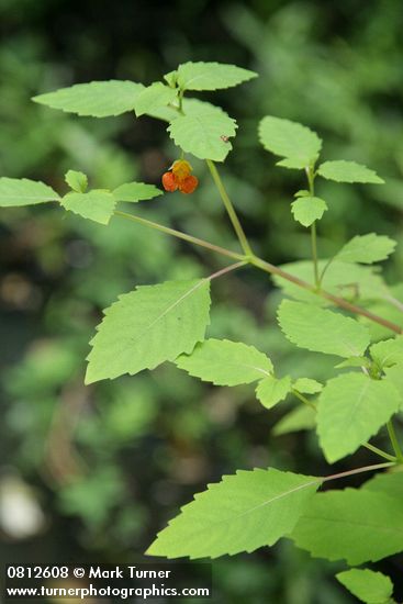 Impatiens capensis