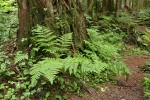 Lady Ferns at base of decaying stump in old-growth forest