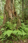 Lady Ferns at base of decaying stump in old-growth forest