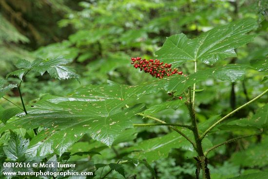 Oplopanax horridus