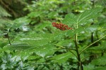 Devil's Club fruit & foliage wet from rain