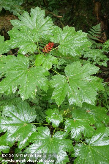 Oplopanax horridus