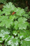 Devil's Club fruit & foliage wet from rain