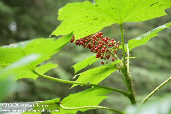 Oplopanax horridus