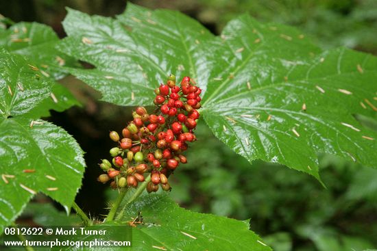 Oplopanax horridus