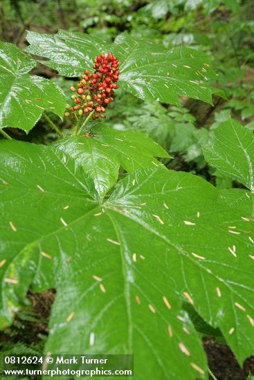 Oplopanax horridus