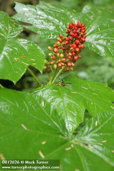 Oplopanax horridus