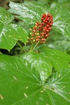 Devil's Club fruit & foliage wet from rain