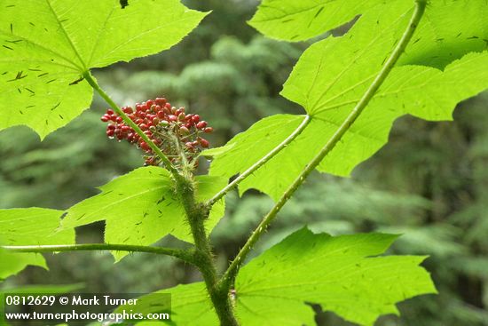 Oplopanax horridus