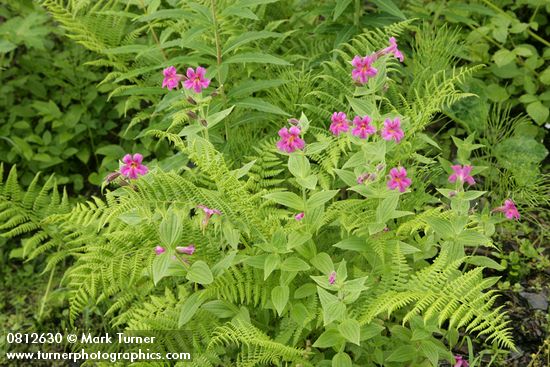 Erythranthe lewisii; Athyrium filix-femina