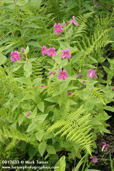 Erythranthe lewisii; Athyrium filix-femina