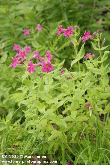 Erythranthe lewisii