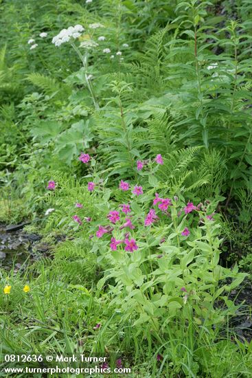 Erythranthe lewisii; Athyrium filix-femina; Heracleum maximum