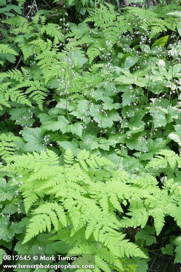 Tiarella trifoliata; Gymnocarpium disjunctum