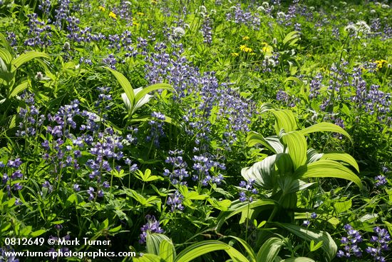 Lupinus latifolius; Veratrum viride