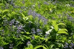 Broadleaf Lupines & Corn Lily foliage backlit